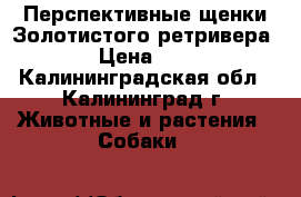 Перспективные щенки Золотистого ретривера › Цена ­ 1 - Калининградская обл., Калининград г. Животные и растения » Собаки   
